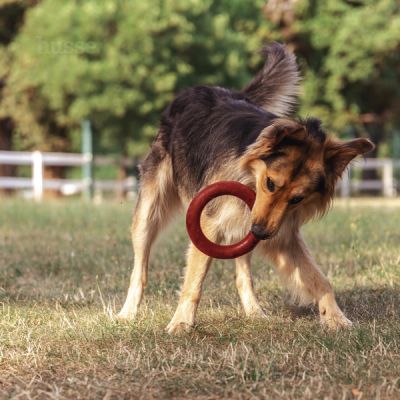 Bitring, L | Gioco ad anello per cani