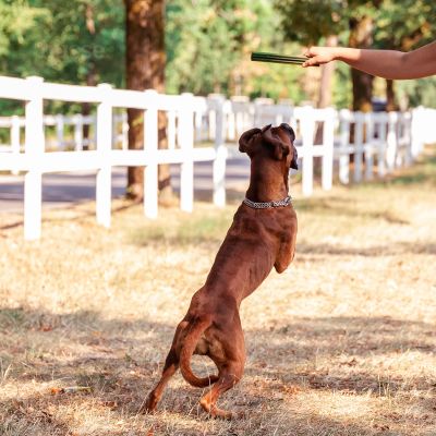 Dental S, 20 pezzi | Barrette da masticare per cani