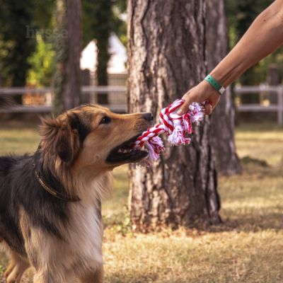 Rep Toys, S | Gioco per cani corda intrecciata