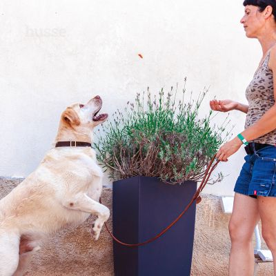 Kycklingfilé, 100 g | Snack essiccato per cani